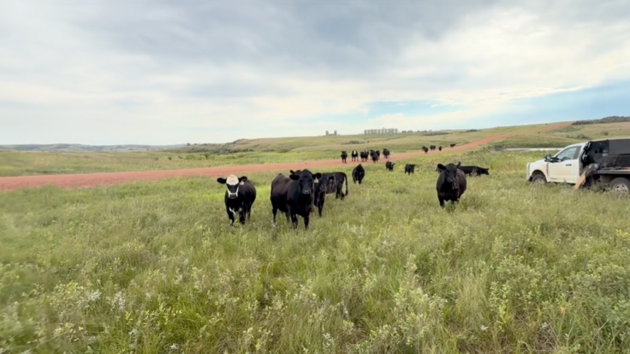 80 Head of Black and Black Baldy Heifers- BH827B5
